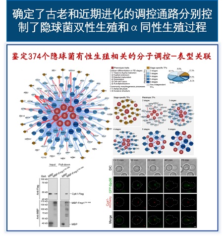 研究方向和目标----真菌学国家重点实验室